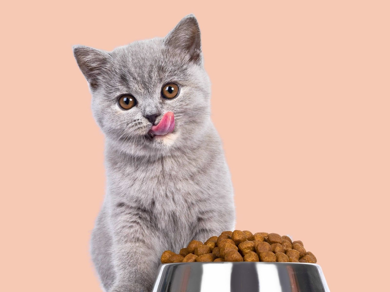 Cat Food