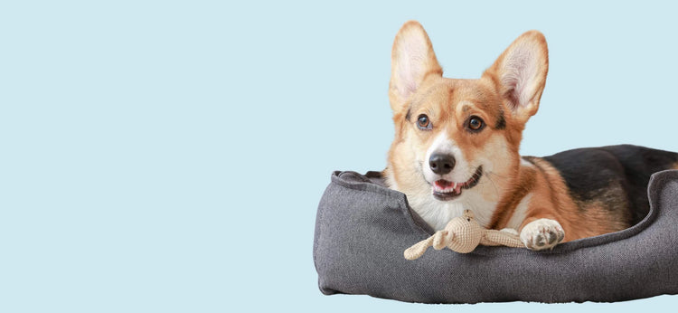 Dog Accessories