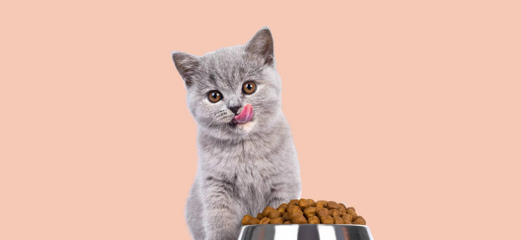 Dog Food