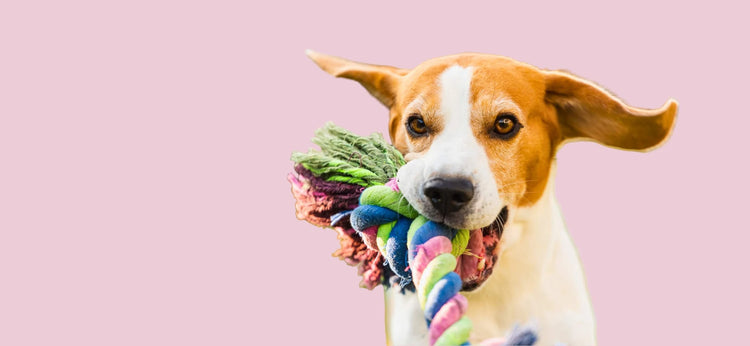 Dog Toys