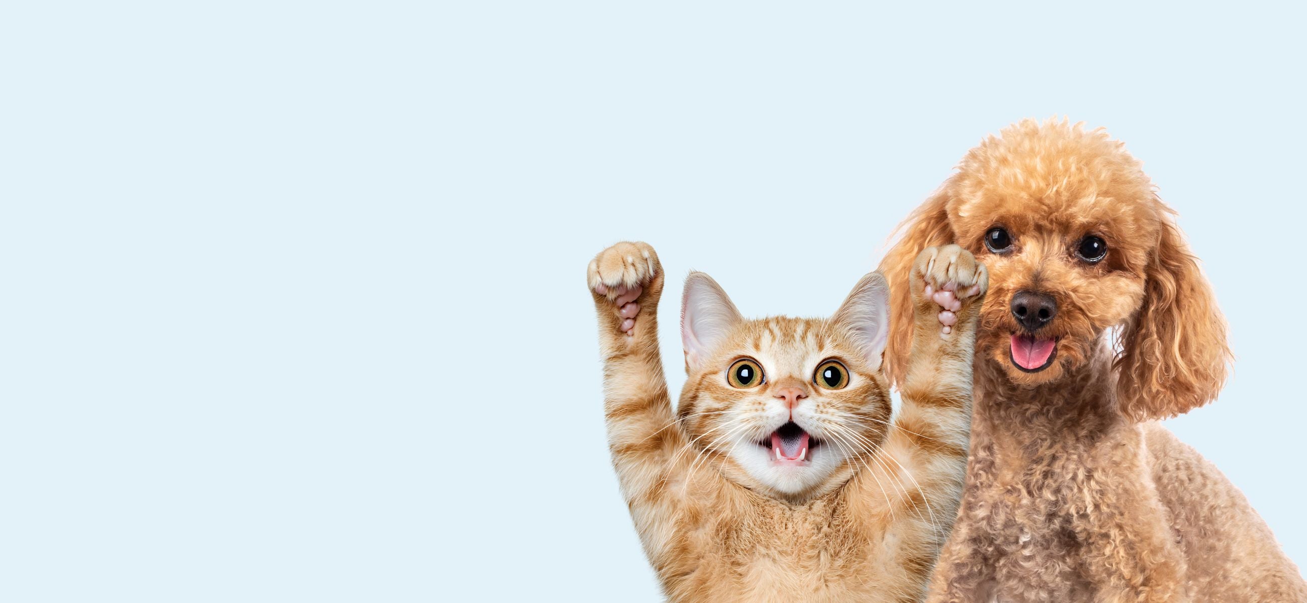 Happy pets